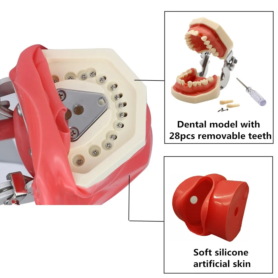 Karakeeb Product Details Simple Head Model Dental Simulator Phantom