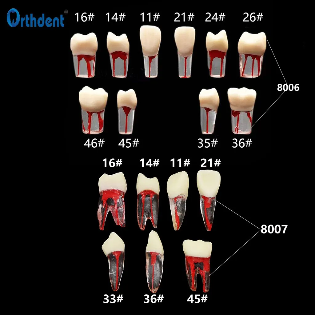 Dental Endo Training Block Tooth Endodontics Root Canal Model Dentistry Rct Students Practice Medull