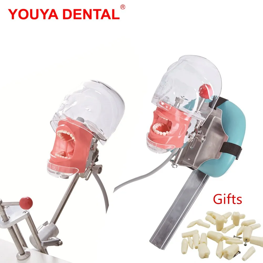 Simple Head Model Dental Simulator Phantom Manikin With Teeth For Dentist Teaching Practice Training