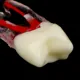 1PCS-Dental-Endodontic-Tooth-Model-With-Colored-Root-Canal-And-Pulp-Model-For-Student-Study-PracticeJAoGL8hl.webp