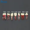 ining-Block-Tooth-Endodontics-Root-Canal-Model-Dentistry-RCT-Students-Practice-Medullary-Pulp-Cavity4vi6YqR8.webp